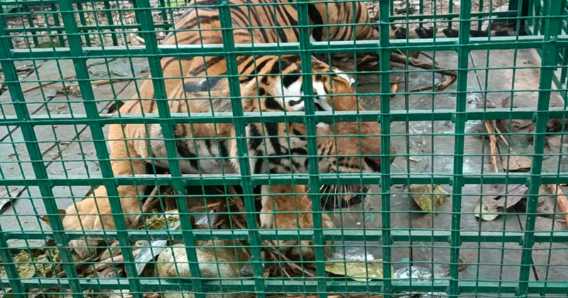 വയനാട് മീനങ്ങാടിയില്‍ ഭീതി സൃഷ്ടിച്ച കടുവ കൂട്ടിലായി; പരിപാലന കേന്ദ്രത്തിലേക്കു മാറ്റും.