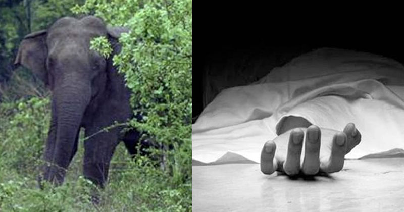 കാട്ടാനയെ കണ്ട് പേടിച്ചോടി; ഇടുക്കിയില്‍ പരിക്കേറ്റ ഗര്‍ഭിണിക്ക് ദാരുണാന്ത്യം