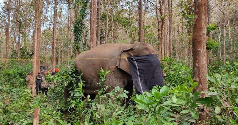 പാലക്കാടിനെ വിറപ്പിച്ച ഒറ്റയാന്‍ പി.ടി-7 നെ പിടികൂടി ദൗത്യസംഘം; ധോണി നിവാസികള്‍ക്ക് ആശ്വാസം | VIDEO