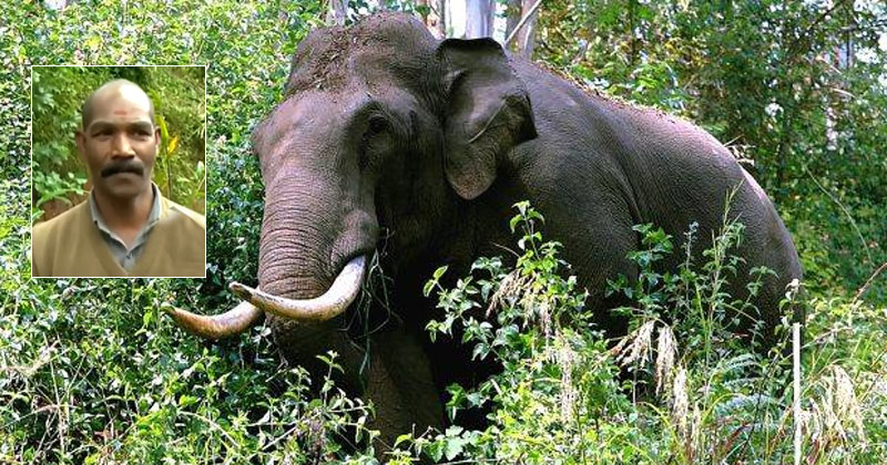 കാട്ടാനയുടെ ആക്രമണത്തില്‍ ഫോറസ്റ്റ് വാച്ചർക്ക് ദാരുണാന്ത്യം; കൊല്ലപ്പെട്ടത് മുമ്പ് കാട്ടാനയെ വിരട്ടിയോടിച്ച് വൈറലായ ശക്തിവേല്‍