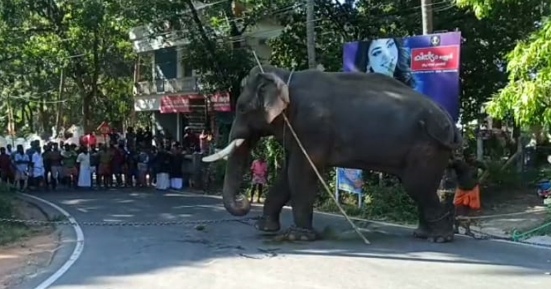 പുന്നത്തൂർ ആനക്കോട്ടയിൽ നിന്നും ആന ഇടഞ്ഞോടി