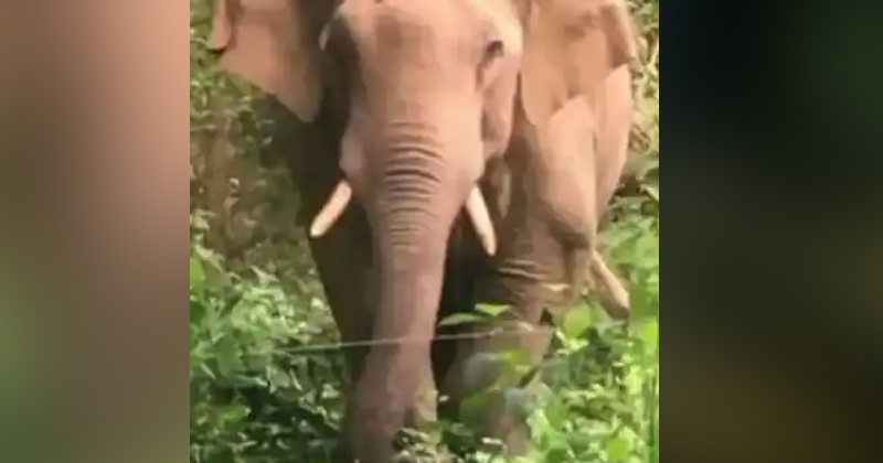 പാലക്കാട് ധോണിയില്‍ വീണ്ടും കാട്ടാനയിറങ്ങി; ജനങ്ങള്‍ ഭീതിയില്‍