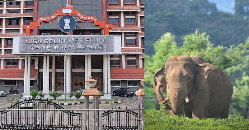 അരിക്കൊമ്പൻ പറമ്പിക്കുളത്തേക്ക്; സോഷ്യൽ മീഡിയ ആഘോഷങ്ങൾ വേണ്ട; ഹൈക്കോടതി