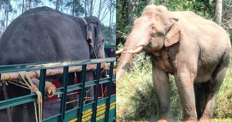 "മിഷൻ അരി കൊമ്പൻ"; രണ്ടു കുങ്കിയാനകൾ എത്തുന്നതു വൈകും; ദൗത്യം 26ാം തീയതിയിലേക്ക് മാറ്റി