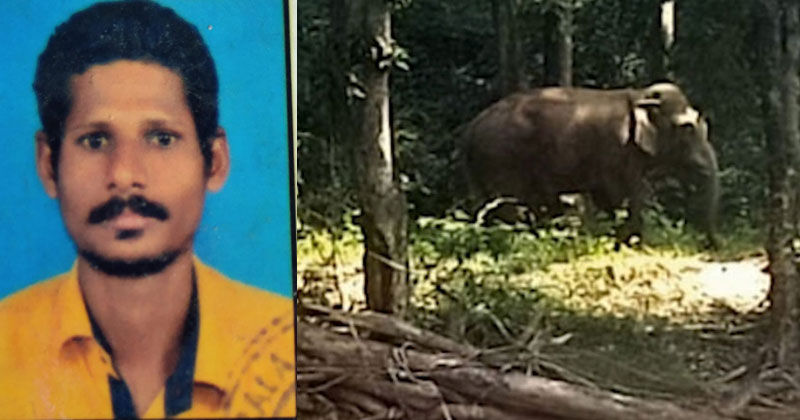 ആറളം ഫാമിൽ കാട്ടാനയുടെ ആക്രമണത്തിൽ യുവാവ് മരിച്ചു