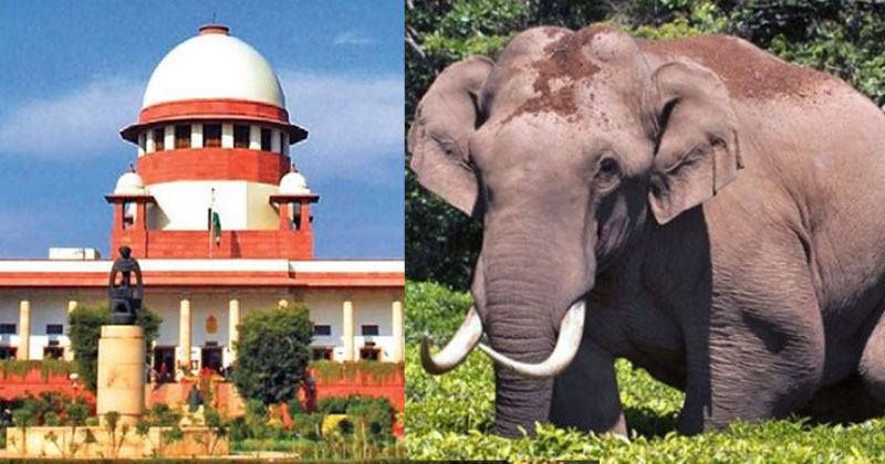 അരിക്കൊമ്പൻ കേസിൽ കേരള സർക്കാർ നൽകിയ ഹർജി തള്ളി സുപ്രീം കോടതി