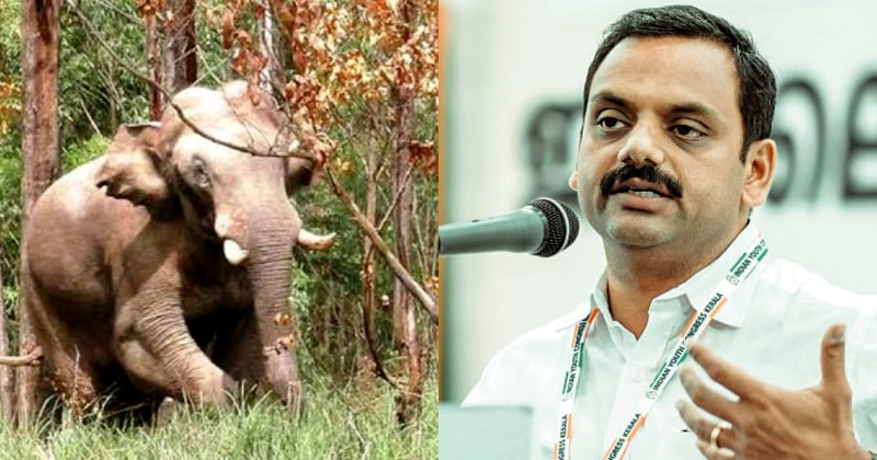 അരിക്കൊമ്പൻ വിഷയത്തിൽ അനാവശ്യമായി സമയം പാഴാക്കിയ സർക്കാർ മറുപടി പറയണം: ഡീൻ കുര്യാക്കോസ് എംപി