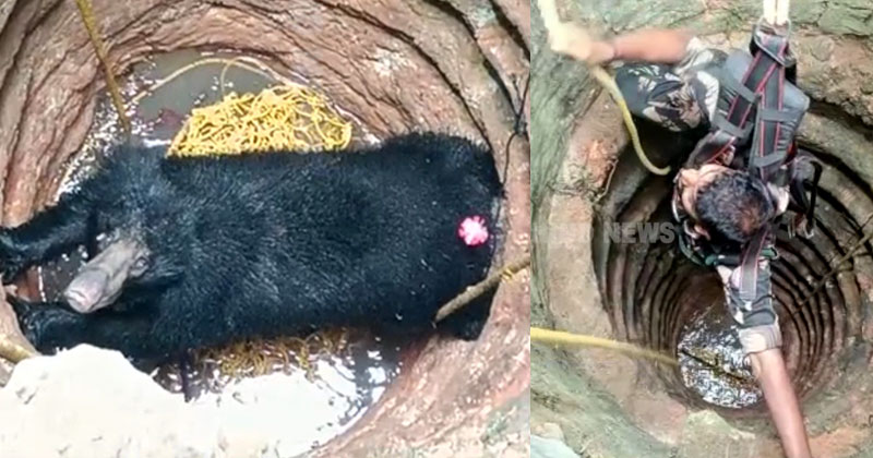 കരടി ചത്ത സംഭവത്തില്‍ ഗുരുതര വീഴ്ച; വിശദ റിപ്പോർട്ട് രണ്ടുദിവസത്തിനുള്ളിൽ സർക്കാരിന് കൈമാറും