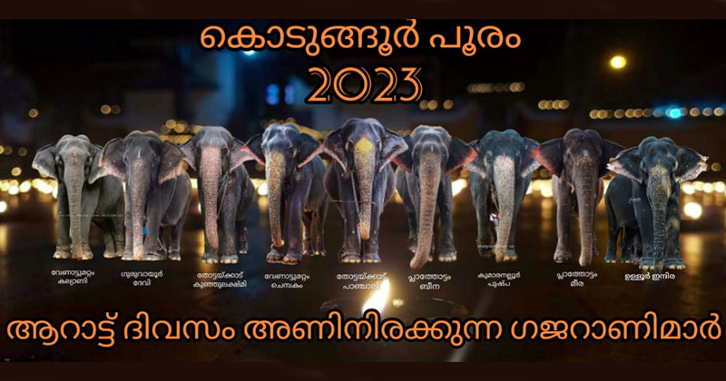 കൊടുങ്ങൂരില്‍ ഗജറാണി പൂരം; കൊമ്പനാനകള്‍ അടക്കിവാഴുന്ന പൂരപ്പറമ്പില്‍ തല ഉയര്‍ത്തി പിടിയനാകൾ; പുതു ചരിത്രം