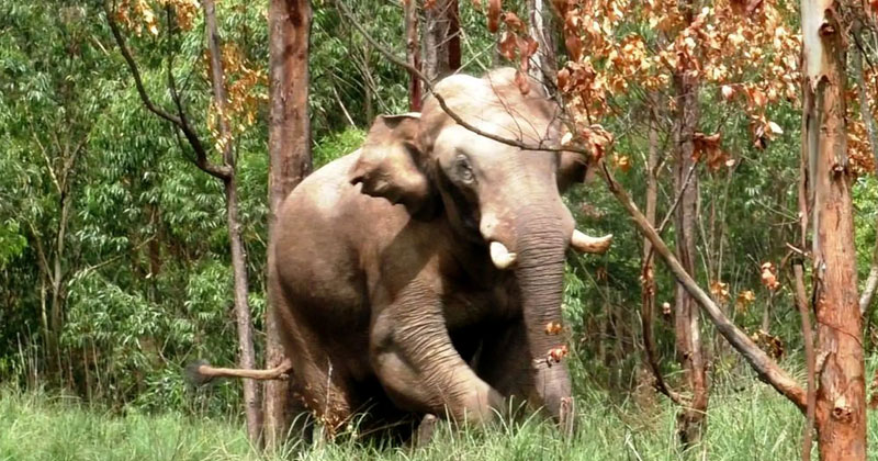 കമ്പം ടൗണ്‍ വിറപ്പിച്ച് അരിക്കൊമ്പന്‍: വാഹനങ്ങള്‍ തകർത്തു; മയക്കുവെടി വെക്കാന്‍ തമിഴ്നാട്; നിരോധനാജ്ഞ