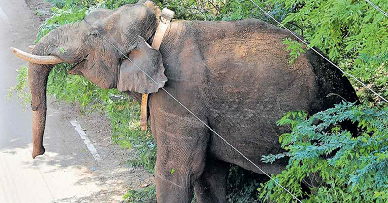 അരിക്കൊമ്പന്‍ വീണ്ടും സ്വതന്ത്രന്‍: മുത്തുക്കുളി വനത്തില്‍ തുറന്നുവിട്ടു; ചികിത്സ നല്‍കിയതായി തമിഴ്നാട്