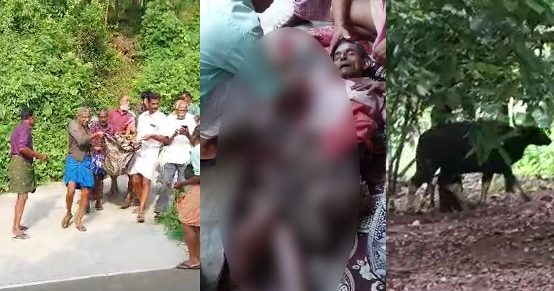 സംസ്ഥാനത്ത് മൂന്നിടങ്ങളിലായി കാട്ടുപോത്തിന്‍റെ ആക്രമണം; രണ്ട് മരണം