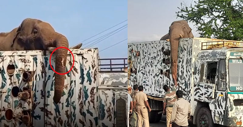 അരിക്കൊമ്പന്‍ അവശന്‍; ഉണങ്ങാതെ തുമ്പിക്കൈയിലെ മുറിവ്, മയക്കുവെടിയേറ്റ് ഒരു ദിവസത്തിലേറെയായി ലോറിയില്‍: വനത്തിലേക്ക് തുറന്നുവിടുന്നതില്‍ അനിശ്ചിതത്വം