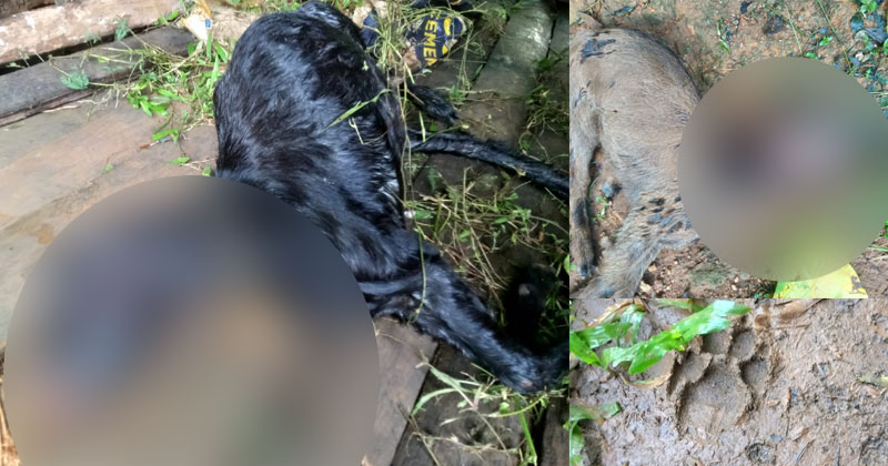 എരുമേലിയില്‍ അജ്ഞാതജീവിയുടെ ആക്രമണം; രണ്ട് ആടുകള്‍ ചത്തു; പുലിയെന്ന് നാട്ടുകാർ