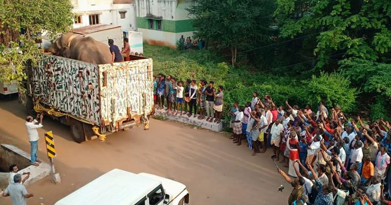 അരിക്കൊമ്പനെ വീണ്ടും മയക്കുവെടി വെച്ചു; ജനവാസമേഖലയിലേക്ക് ഇറങ്ങിയതോടെ തമിഴ്നാട് വനംവകുപ്പാണ് നടപടി സ്വീകരിച്ചത്