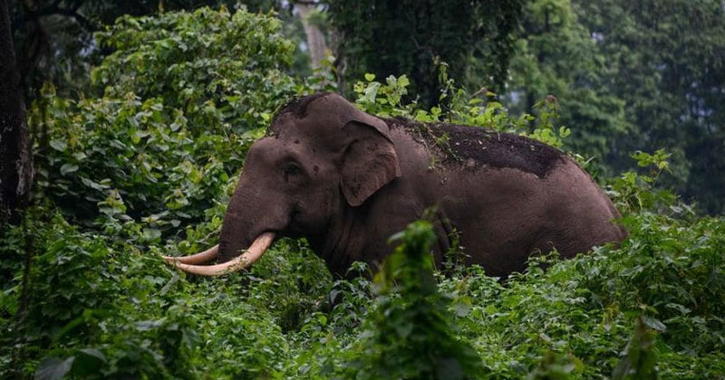 നിലമ്പൂരില്‍ കാട്ടാനയുടെ ആക്രമണത്തില്‍ പോലീസുകാരന് പരിക്ക്; സംഭവം മാവോയിസ്റ്റ് തിരച്ചിലിനിടെ