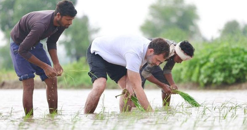 കര്‍ഷകഹൃദയങ്ങളില്‍ സ്‌നേഹത്തിന്‍റെ വിത്തെറിഞ്ഞ് രാഹുല്‍ ഗാന്ധി; ഹരിയാനയിലെ സോനിപത്തിലെ നെല്‍പാടത്ത് സ്വയം ട്രാക്ടര്‍ ഓടിച്ച് പാടം ഉഴുതുമറിച്ചു