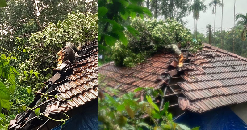 വയനാട്ടില്‍ ശക്തമായ മഴയിലും കാറ്റിലും വീടിന് മുകളിലേക്ക് മരം ഒടിഞ്ഞുവീണു; വീട്ടുകാർ ഓടിരക്ഷപ്പെട്ടു