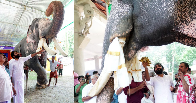 സൂര്യകാലടി മനയിൽ ആനയൂട്ടിനെത്തി ചാണ്ടി ഉമ്മന്‍; സ്ഥാനാർത്ഥിക്കൊപ്പം അനുസരണയോടെ ഗജവീരന്‍