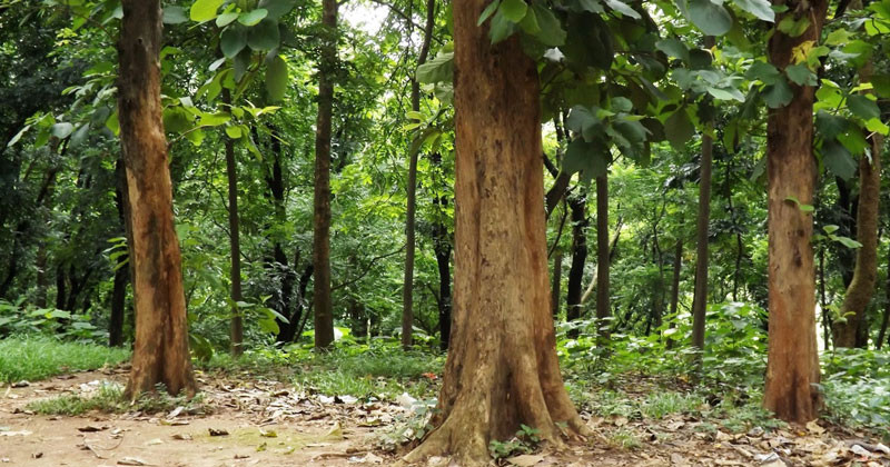ഇടുക്കിയില്‍ വീണ്ടും വനംകൊള്ള; നൂറിലേറെ തേക്കു മരങ്ങൾ വെട്ടി കടത്തി