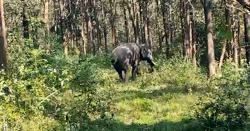 ഇടുക്കിയിൽ വീണ്ടും കാട്ടാന ആക്രമണം; ഒരു മരണം
