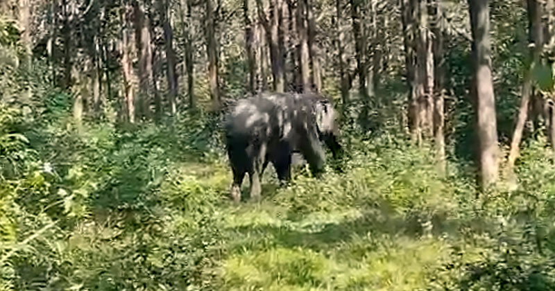 ബസിടിച്ച് പരിക്കേറ്റ കാട്ടാനയുടെ ആരോഗ്യനിലയില്‍ പുരോഗതി; തീറ്റയെടുക്കാന്‍ തുടങ്ങി