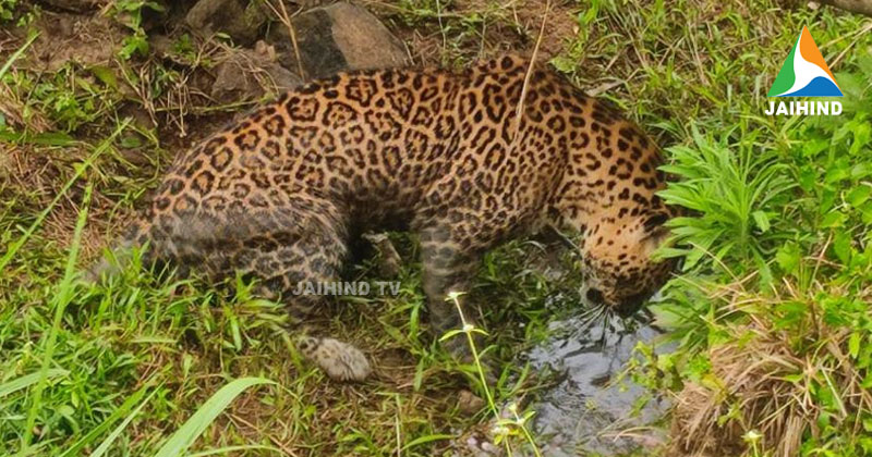 വയനാട് അമ്മാനിയില്‍ പുള്ളിപ്പുലി പരിക്കേറ്റ നിലയില്‍; വനം വകുപ്പ് ഉദ്യോഗസ്ഥർ സ്ഥലത്ത്