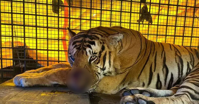 നരഭോജി കടുവയ്ക്ക് കഴിക്കാന്‍ ദിവസവും 6 കിലോ ബീഫ്; 60 ദിവസം ക്വാറന്റൈനില്‍ കഴിയും, കൂട്ടിന് വൈഗയും ദുര്‍ഗയും