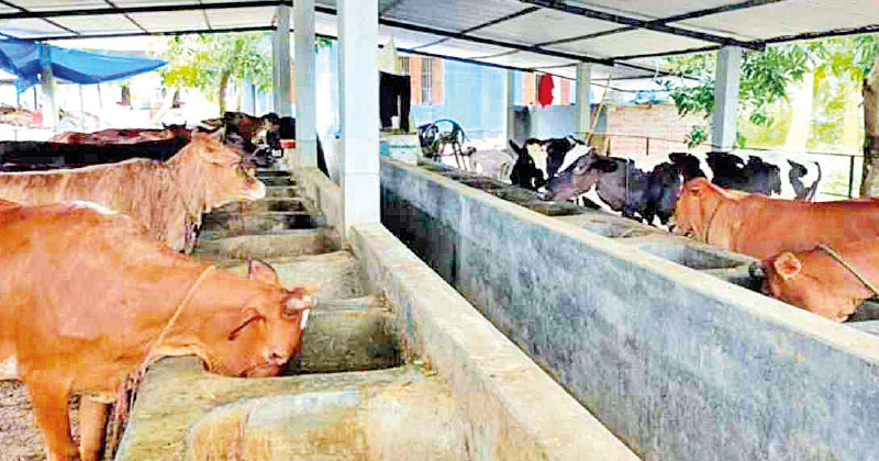 ഇടുക്കിയില്‍ പശുക്കൾ കൂട്ടത്തോടെ ചത്ത സംഭവം; സഹായഹസ്തവുമായി നടന്മാർ