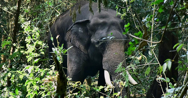 ധോണിയില്‍ കാട്ടാനയിറങ്ങി; വീടിന്‍റെ മുന്‍വശം തകര്‍ത്തു, ആനയെ കാട് കയറ്റി
