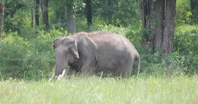 വയനാട്ടില്‍ ശബരിമല തീർത്ഥാടകർ സഞ്ചരിച്ച ബസിടിച്ച് പരിക്കേറ്റ കാട്ടാന ചരിഞ്ഞു; തുടര്‍നടപടികള്‍ സ്വീകരിച്ചു വരുന്നു