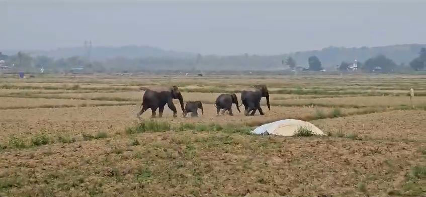 വയനാട് ജനവാസ മേഖലയിൽ കാട്ടാനക്കൂട്ടം ഇറങ്ങി