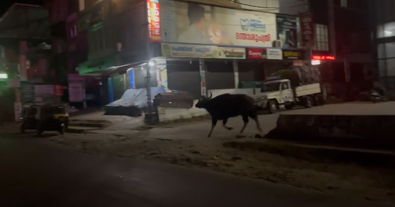 മലപ്പുറം എടക്കര ടൗണിൽ കാട്ടുപോത്തിറങ്ങി; വനത്തിലേക്ക് കയറ്റിവിടാന്‍ ശ്രമം | VIDEO
