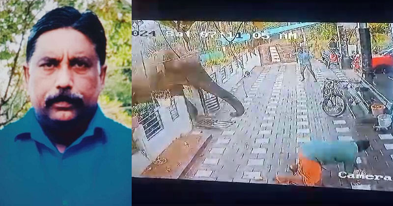 മാനന്തവാടിയിലിറങ്ങിയ കാട്ടാനയെ ഇന്ന് മയക്കുവെടിവെക്കില്ല; വെളിച്ചക്കുറവ് തടസമെന്ന് വനംവകുപ്പ്