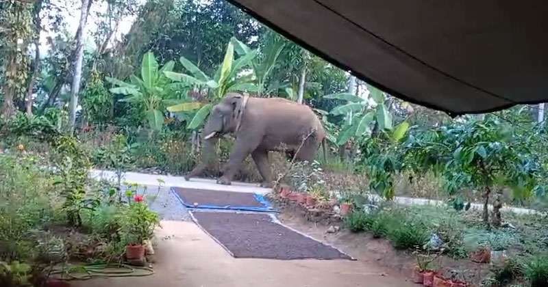 തണ്ണീർ കൊമ്പൻ ചരിഞ്ഞത് ഹൃദയാഘാതം മൂലം; പോസ്റ്റുമോർട്ടം പൂർത്തിയായി