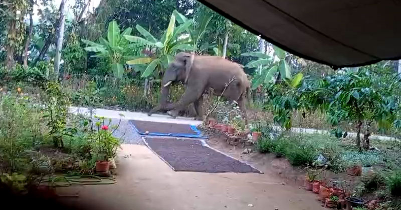 മാനന്തവാടിയെ വിറപ്പിച്ച് കാട്ടാന; മയക്കുവെടി വെച്ച് പിടികൂടുമെന്ന് ജില്ലാ കലക്ടർ