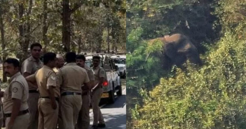 ബേലൂർ മഖ്ന ദൗത്യം; സംഘത്തിനൊപ്പം ഇന്ന് ഡോക്ടർ അരുൺ സഖറിയയും