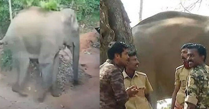 ദൗത്യ സംഘത്തിനു നേരെ പാഞ്ഞടുത്ത് ബേലൂര്‍ മഖ്‌നയ്ക്ക് ഒപ്പമുള്ള മോഴ; തുരത്തി ആർആർടി സംഘം