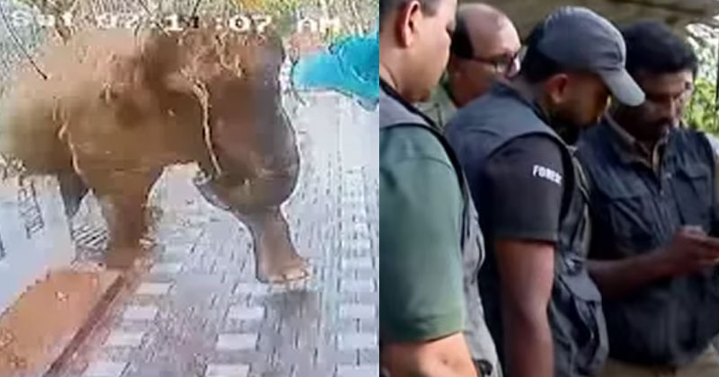 ബേലൂര്‍ മഖ്‌നയെ ട്രാക്ക് ചെയ്തു; മയക്കുവെടി വെക്കാനുള്ള സജ്ജീകരണങ്ങൾ പൂർത്തിയായി