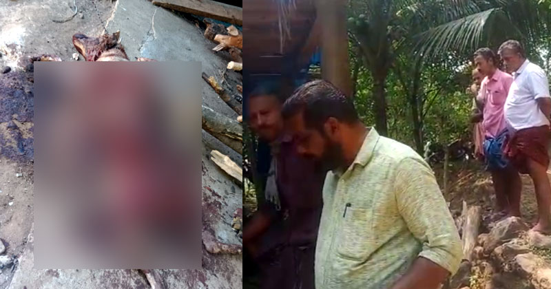 കുറ്റ്യാടി പശുക്കടവില്‍ പുലിയിറങ്ങി; വളർത്തുനായയെ കൊന്നു