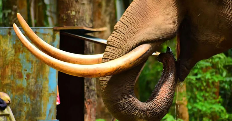 വീണ്ടും പടയപ്പ; വിനോദസഞ്ചാരികളുടെ കാറിന് നേരെ പാഞ്ഞടുത്ത് ആക്രമണം, കാര്‍ തകര്‍ന്നു