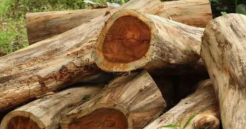 സുഗന്ധഗിരി മരംമുറി കേസ്; ആറ് പ്രതികള്‍ സമര്‍പ്പിച്ച മുന്‍കൂര്‍ ജാമ്യാപേക്ഷയില്‍ വിധി ഇന്ന്