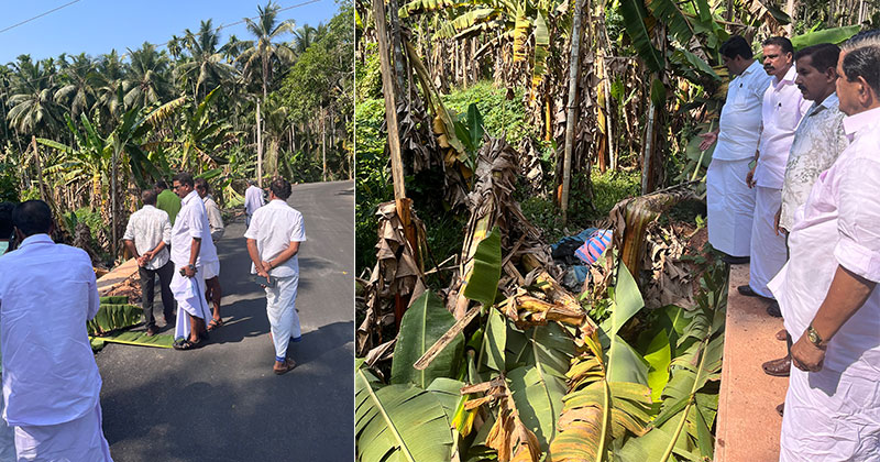 സിപിഎമ്മിന്‍റെ കള്ളവോട്ട് തടഞ്ഞു; യുഡിഎഫ് ബൂത്ത് ഏജന്‍റിന്‍റെ വാഴകൃഷി വെട്ടിനശിപ്പിച്ച നിലയില്‍