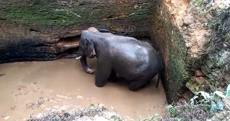 കോതമംഗലത്ത് കിണറ്റില്‍ വീണ കാട്ടാനയെ രക്ഷപ്പെടുത്തി; കരകയറ്റിയത് 16 മണിക്കൂർ നീണ്ട പരിശ്രമത്തിനൊടുവില്‍
