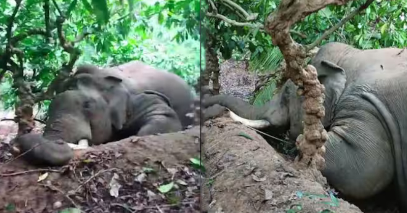 വയനാട്ടില്‍ കാട്ടാന ചരിഞ്ഞ നിലയില്‍; തെങ്ങ് മറിച്ചിട്ടപ്പോള്‍ വൈദ്യുതി ലൈനിൽ നിന്ന് ഷോക്കേറ്റു