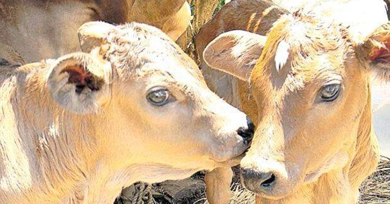 സംസ്ഥാനത്ത് സൂര്യാഘാതമേറ്റ് 497 കറവപ്പശുക്കള്‍ ചത്തു; ജാഗ്രതാ നിർദേശം