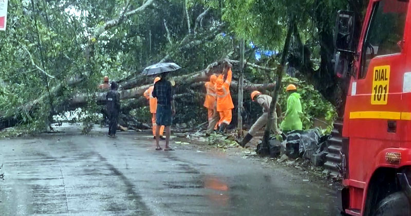 കോട്ടയത്ത് കൂറ്റന്‍ ആഞ്ഞിലിമരം കടപുഴകി റോഡിന് കുറുകെ വീണു; ഒഴിവായത് വന്‍ അപകടം