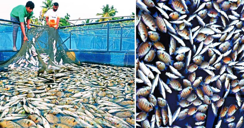 പെരിയാറിലെ മത്സ്യക്കുരുതി: മലിനീകരണ നിയന്ത്രണ ഓഫീസിനു മുന്നില്‍ കോണ്‍ഗ്രസിന്‍റെ പ്രതിഷേധ മാര്‍ച്ച്, സബ് കളക്ടറുടെ നേതൃത്വത്തില്‍ അന്വേഷണം ഇന്ന് തുടങ്ങും