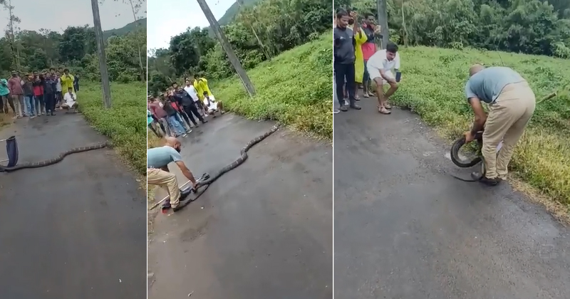വയനാട് പൊഴുതനയില്‍ നിന്ന് രാജവെമ്പാലയെ പിടികൂടി; കണ്ടത് അങ്കണവാടിക്കടുത്തെ റോഡരികില്‍
