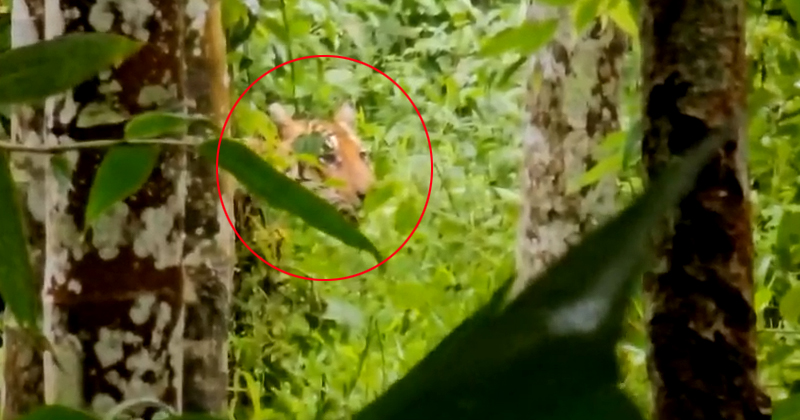 വയനാട് കേണിച്ചിറയില്‍ വീണ്ടും കടുവയുടെ ആക്രമണം, മൂന്നു പശുക്കളെ കൊന്നു; കടുത്ത ഭീതിയില്‍ പ്രദേശവാസികള്‍